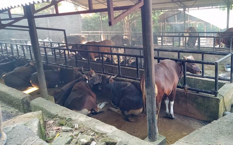  Gelar Tradisi Meugang Ramadan, Pemprov Aceh Potong 7.512 Ekor Sapi dan Kerbau