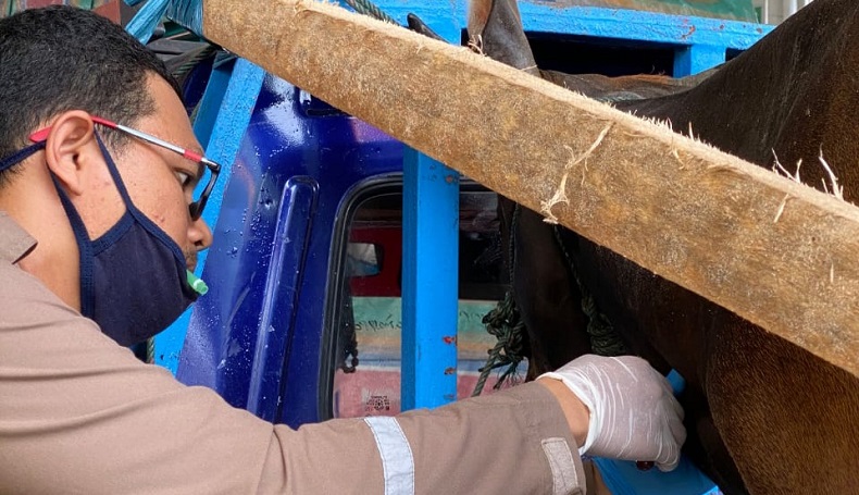title Balai Karantina Pastikan Hewan Kurban dari Maluku Utara Sehat Balai Karantina Pastikan Hewan Kurban dari Maluku Utara Sehat