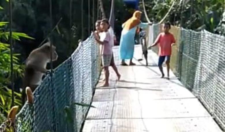 Kawanan Monyet Liar Serbu Permukiman Warga di Desa Bubutan Purworejo