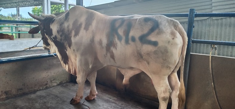 Wapres Ma'ruf Amin Sumbang Sapi Kurban 1,2 Ton untuk Warga Babel