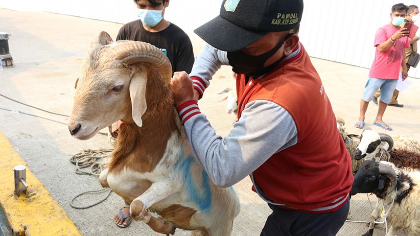 Berkah Idul Adha, Paspampres Terima 22 Sapi dan 41 Kambing Kurban