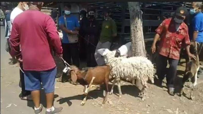 Pedagang Kambing di Solo Sumringah, Penjualan Naik Tajam Jelang Idul Adha 