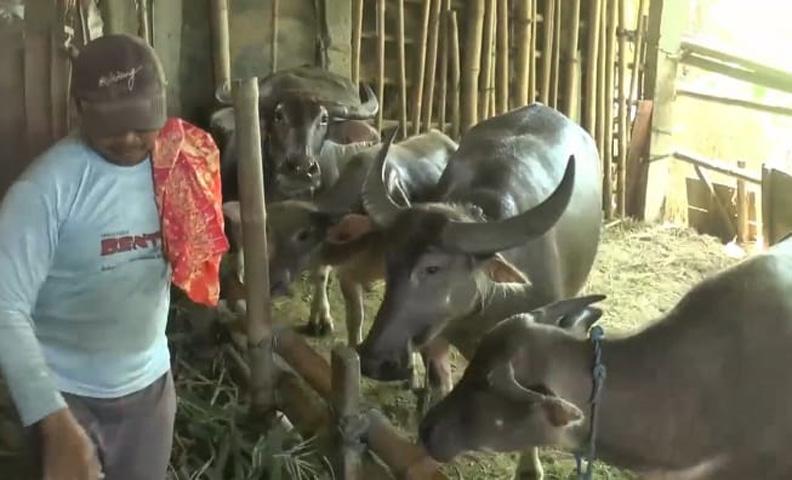 Mengintip Hotel Kerbau, Tempat Beternak sekaligus Jasa Penitipan Hewan Kurban di Jepara