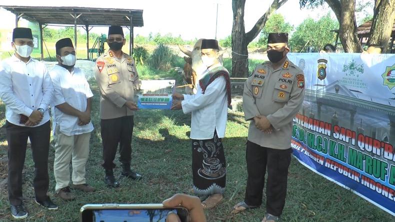Kapolda Babel Serahkan Sapi Kurban 1,2 Ton Sumbangan Wapres ke Warga