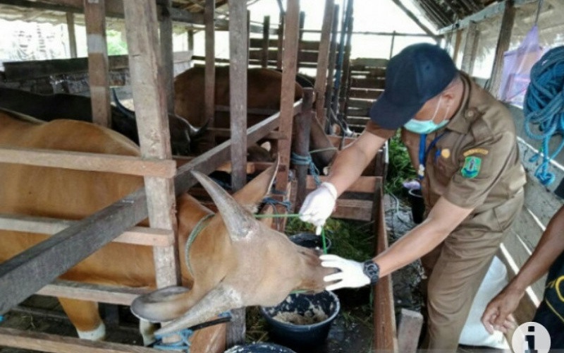 Panitia Kurban di HSU Diajari Kenali Daging Sehat dan Aman Dikonsumsi