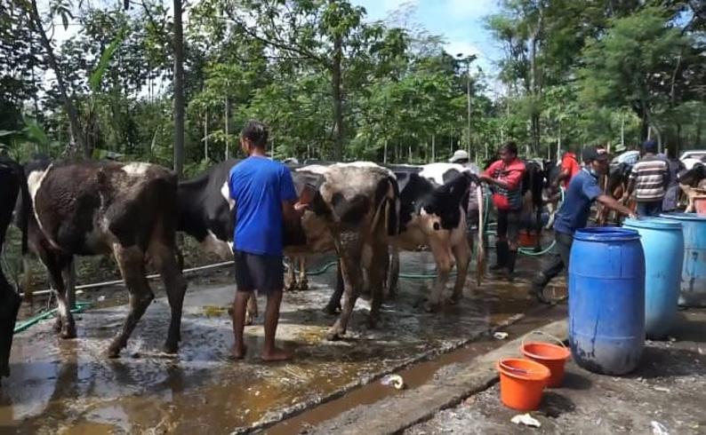 Jelang Idul Adha, Salon Kecantikan Hewan di Boyolali Laris Manis