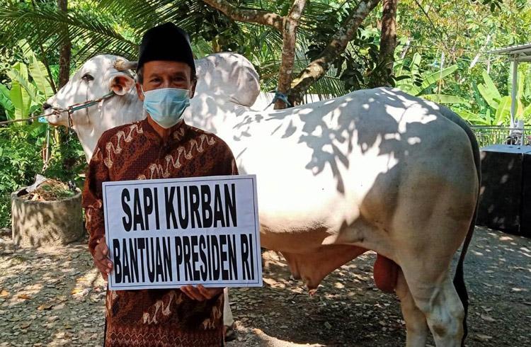 Si Mbali, Sapi Kurban Jokowi Akan Disembelih di Piyungan Bantul