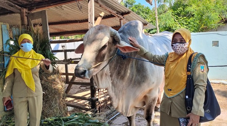Ini Sapi Kurban Presiden Jokowi dari Rembang, Bobotnya Capai 1 Ton 