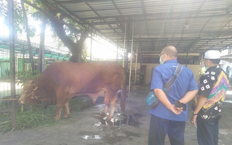 Sapi Kurban Jokowi di Banjarmasin Bobotnya Hampir 1 Ton, Ini Penampakannya 