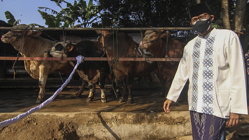 Menparekraf Sandiaga Uno Sebar 1.000 Hewan Kurban - Bagian 1