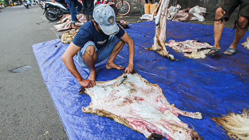 Berkah Idul Adha, Pengepul Borong Kulit Hewan Kurban - Bagian 2