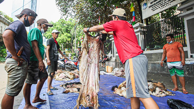 Berkah Idul Adha, Pengepul Borong Kulit Hewan Kurban - Bagian 3