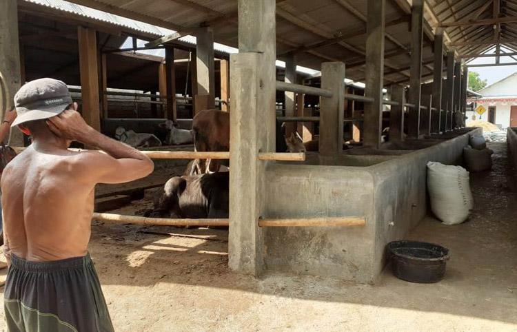 Raffi Ahmad Kurban Sapi Seberat 1,3 Ton dari Peternak Gunungkidul