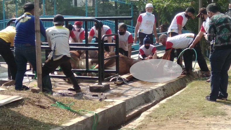  Idul Adha Momen Berbagi, Polrestabes Bandung Berkurban 39 Sapi dan 4 Kambing