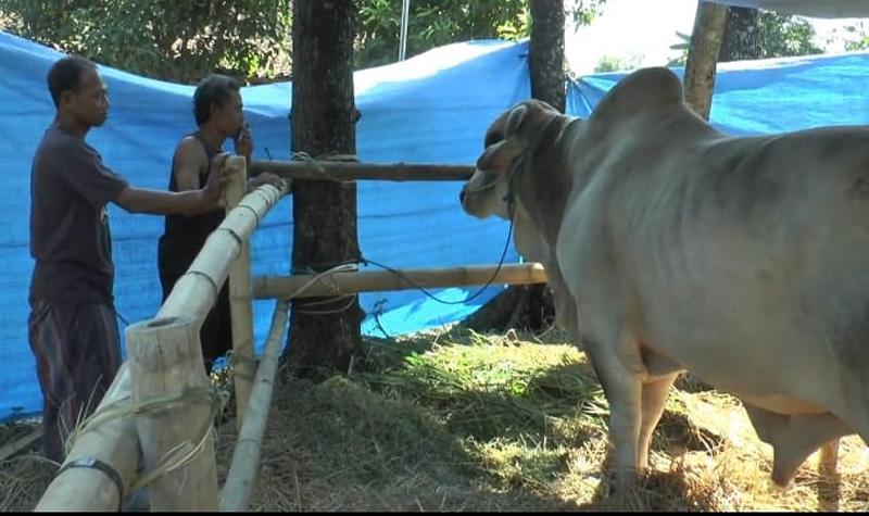 Warga Desa Terpencil di Grobogan Ini Pertama Kali Merasakan Kurban setelah Dapat Sapi dari Jokowi