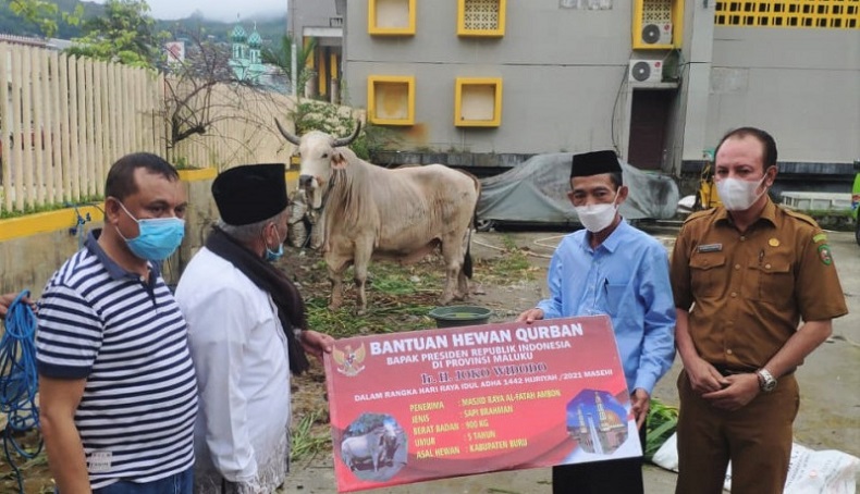 Jokowi Sumbang Sapi Hasil Perkawinan Silang Berbobot 900 Kg untuk Maluku