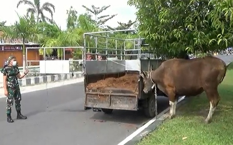 Hendak Disembelih, Sapi Kurban di Palangka Raya Kabur ke Jalan Protokol
