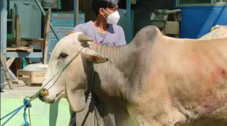 Keluarga Presiden Jokowi Serahkan Satu Sapi Kurban ke Ponpes