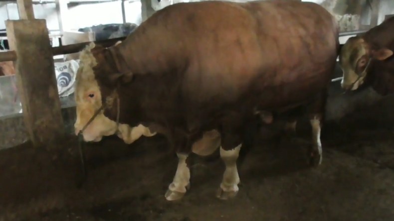 Sapi 1,2 Ton Sumbangan Presiden Jokowi Disembelih di Masjid Raya Sumbar