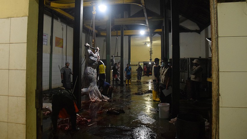 Potret Tukang Jagal Hewan Kurban di RPH Ungaran - Bagian 2