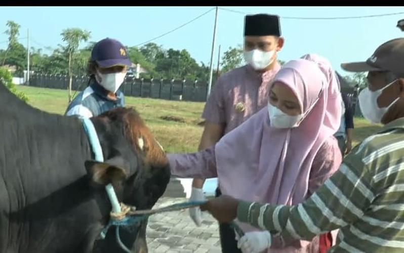 title Bupati Kendal Dico dan Chaca Sebar 25 Ekor Sapi Kurban ke Seluruh Kecamatan Bupati Kendal Dico dan Chaca Sebar 25 Ekor Sapi Kurban ke Seluruh Kecamatan