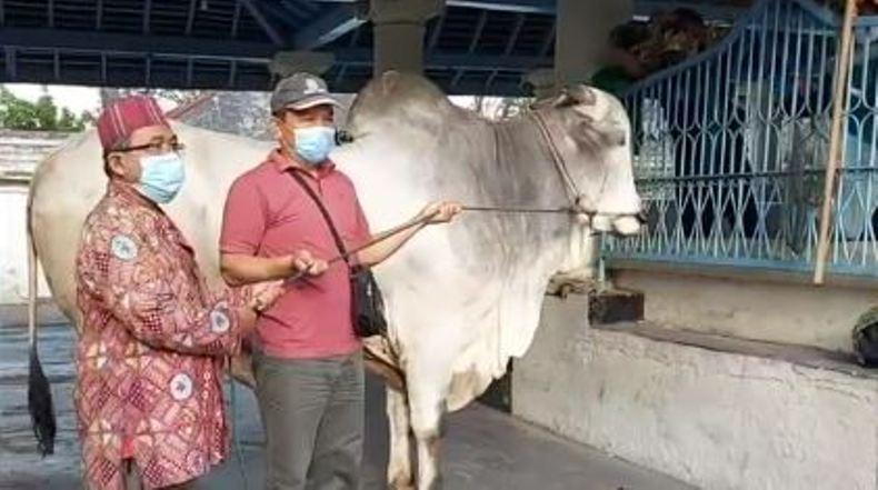 Sapi Kurban Dari Presiden Jokowi Untuk 2 Masjid Di Solo Hari Ini Disembelih 3158