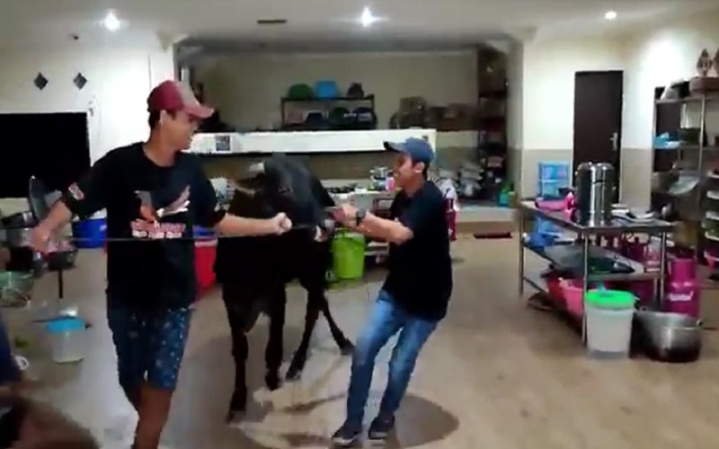 Ngamuk saat Diturunkan, Sapi Kurban Masuk Dapur Rumah Warga