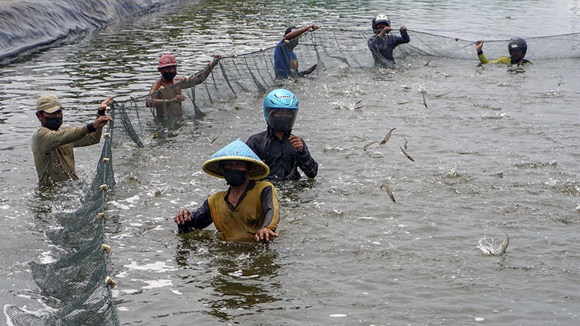 Warga Pekalongan Panen 6,5 Ton Udang Vaname - Bagian 3