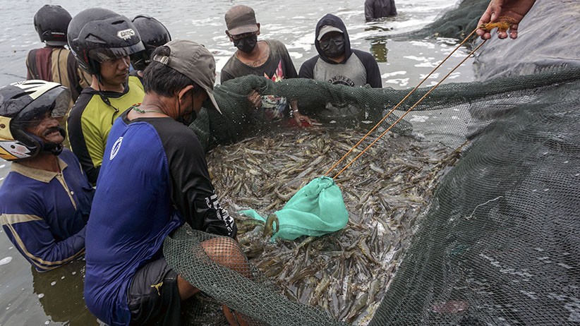 Warga Pekalongan Panen 6,5 Ton Udang Vaname - Bagian 1