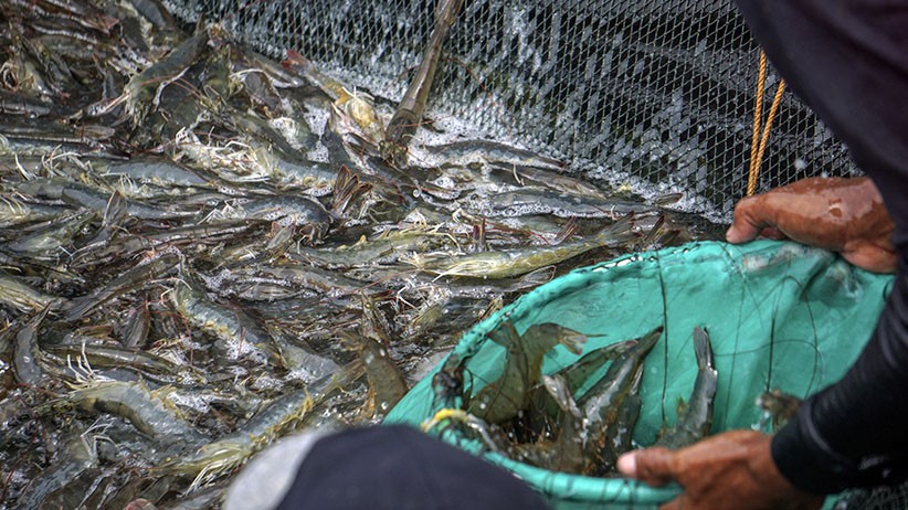 Warga Pekalongan Panen 6,5 Ton Udang Vaname - Bagian 2