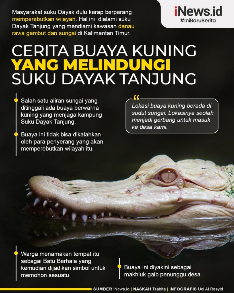 Infografis Cerita Buaya Kuning yang Melindungi Suku Dayak Tanjung