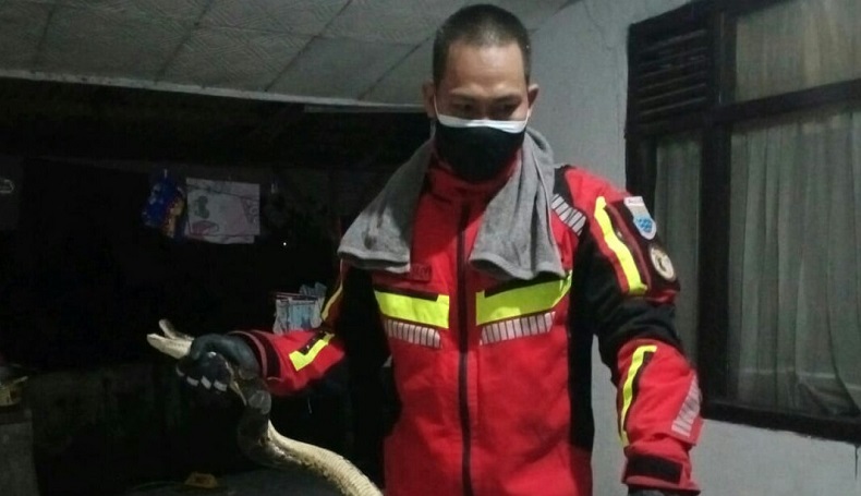 Petugas Damkar Cimahi Peringatkan Fenomena Ular Masuk Permukiman saat Pancaroba