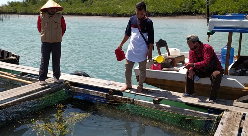 Mantan Tenaga Honorer di Bangka Selatan Ini Kembangkan Budi Daya Ikan Kerapu, Omzet Miliaran