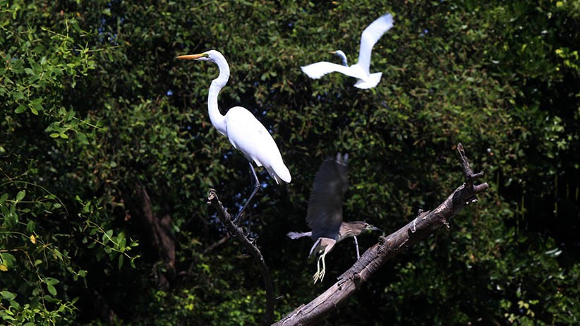 Melihat Aneka Satwa Liar di Balik Hutan Mangrove Wonorejo - Bagian 1