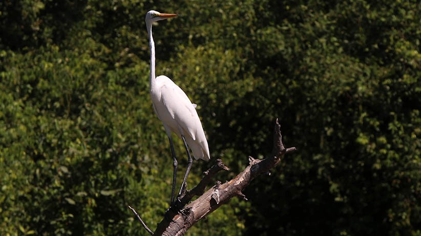 Melihat Aneka Satwa Liar di Balik Hutan Mangrove Wonorejo - Bagian 4