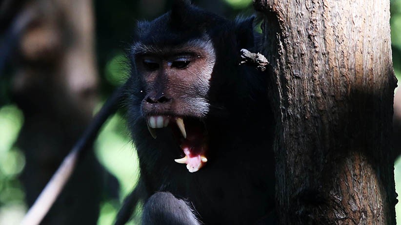 Melihat Aneka Satwa Liar di Balik Hutan Mangrove Wonorejo - Bagian 3