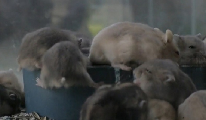 Kisah Inspiratif Pemuda Pontianak Raup Puluhan Juta Per Bulan dari Beternak Hamster