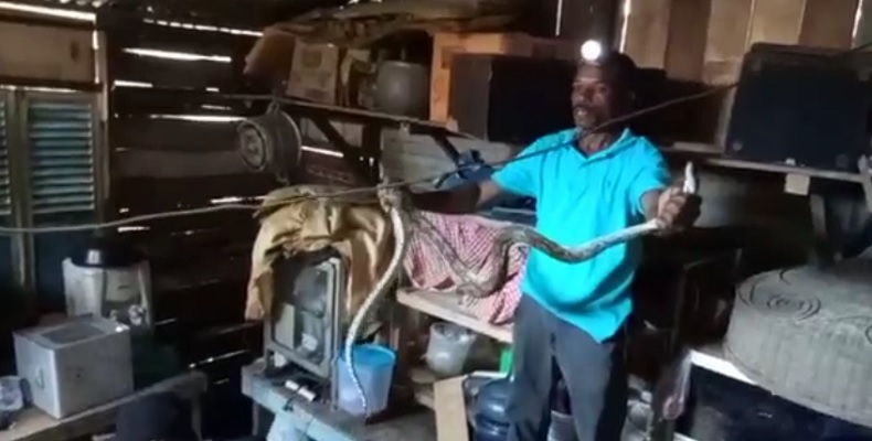 Piton 1,5 Meter Ditemukan Sembunyi di Belakang Speaker Bikin Geger Warga