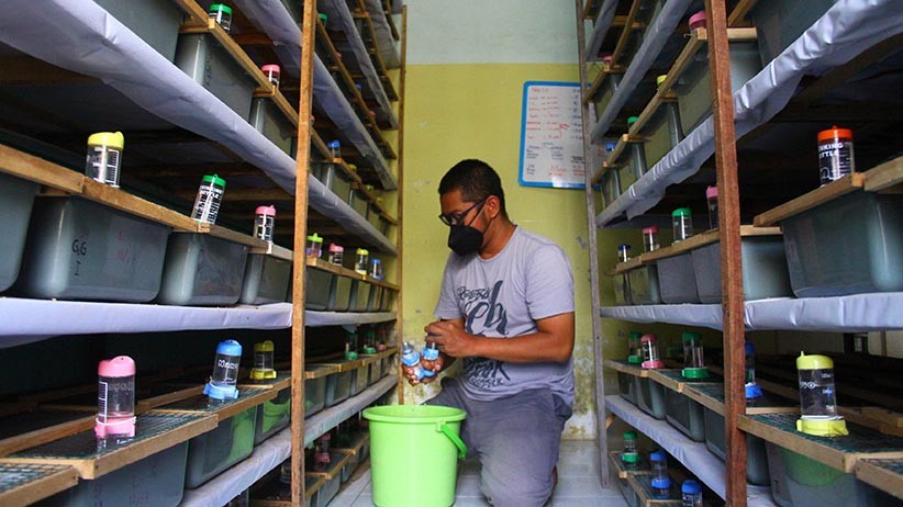 Peternak Hamster Kewalahan Penuhi Permintaan Pelanggan - Bagian 1