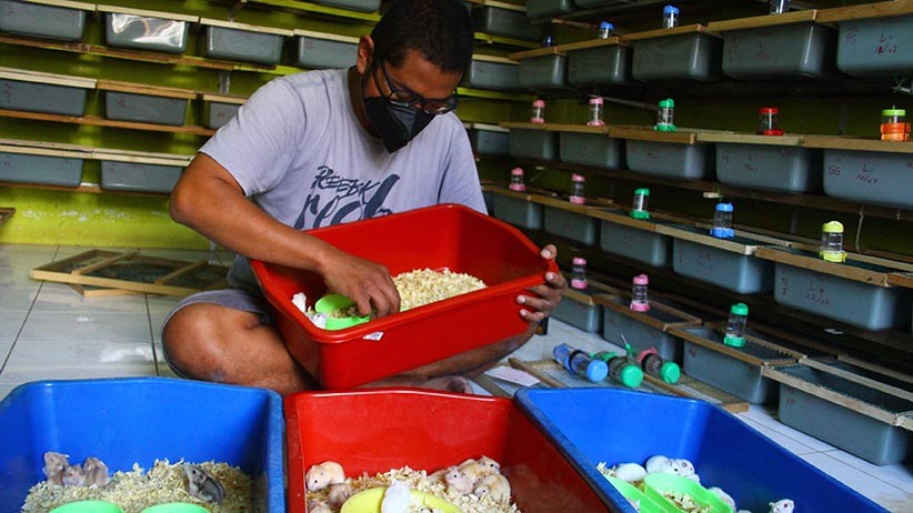 Peternak Hamster Kewalahan Penuhi Permintaan Pelanggan - Bagian 2
