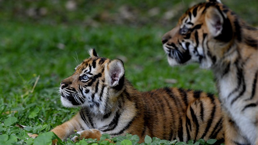 Kenalkan Isyana dan Aura, Dua Bayi Lucu Harimau Sumatera - Bagian 3