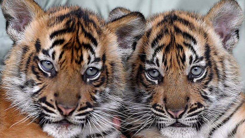 Kenalkan Isyana dan Aura, Dua Bayi Lucu Harimau Sumatera