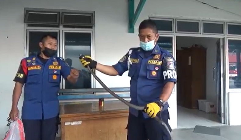 Tangkap Ular Kobra, Mata Petugas Damkar di Padang Kena Semprot Bisa