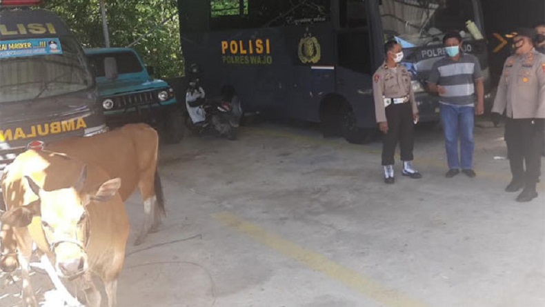 title Polisi Tangkap Komplotan Pencuri Ternak, 40 Sapi Berhasil Dibawa Kabur Polisi Tangkap Komplotan Pencuri Ternak, 40 Sapi Berhasil Dibawa Kabur