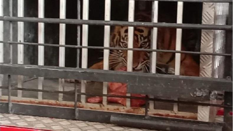 BKSDA Sumbar Lepas Liarkan Harimau Sumatra ke Hutan Lindung Pasaman Barat