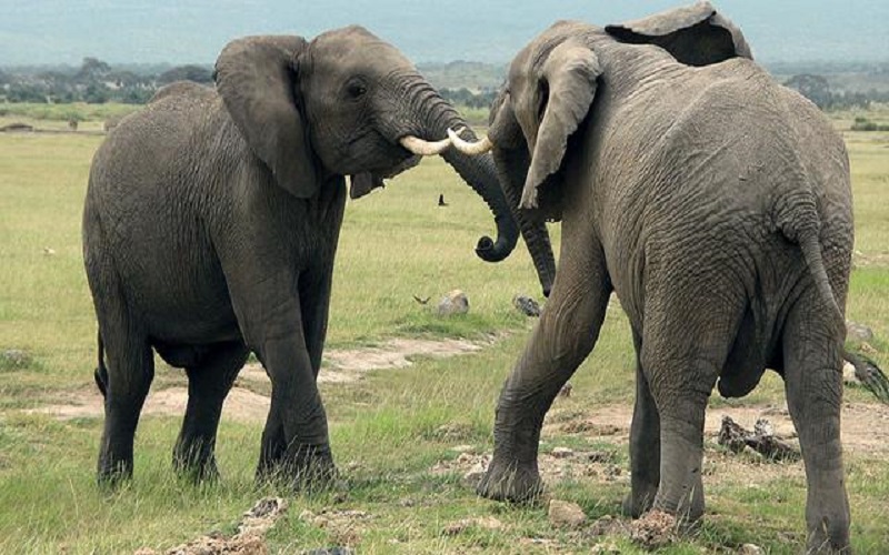Merinding, Kakek Ini Tewas Diinjak Gajah saat Asyik Jalan-Jalan dengan Anak