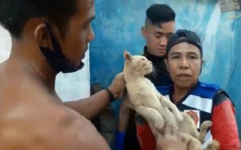 Dramatis, Evakuasi Kucing Terjepit Bangunan, Damkar Gunakan Godam Hancurkan Tembok