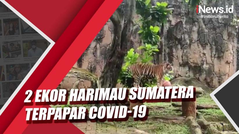 Dispernakan KBB Antisipasi Penularan Covid-19 ke Hewan, Lakukan Deteksi Dini