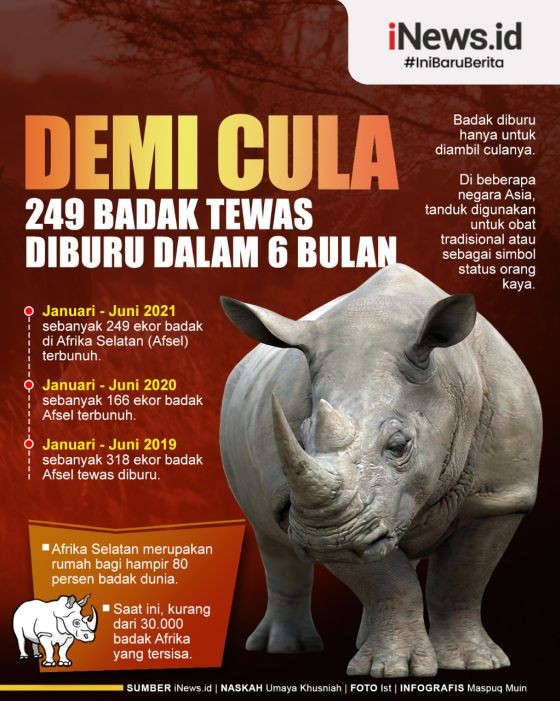 Infografis 249 Ekor Badak Dibantai