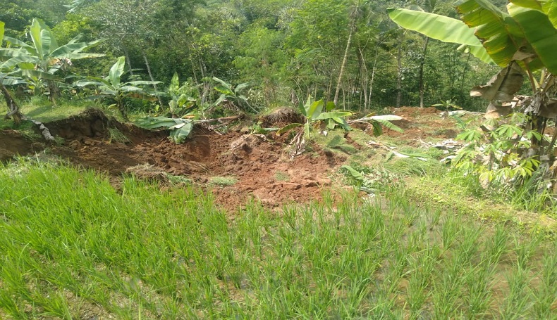 Saluran Irigasi Tertutup Longsor, Puluhan Hektare Sawah di Sukabumi Terancam Puso